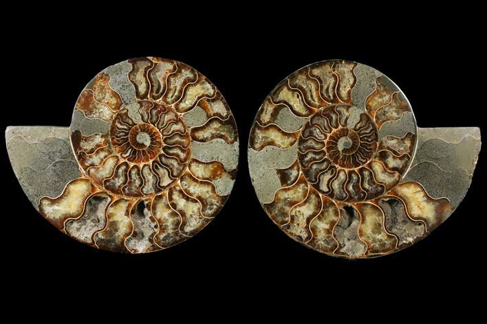 Agatized Ammonite Fossil - Madagascar #122410